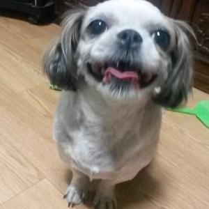 학익동 시츄 찾습니다