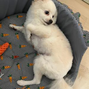 포메라니안(여우상) 남아 , 중성화 및 접종 5차 완료.  좋은 가족이 되어주실분.