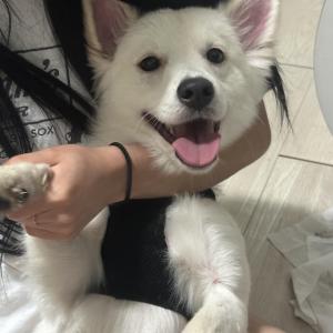 푸들 , 스피치 믹스 분양보냅니다