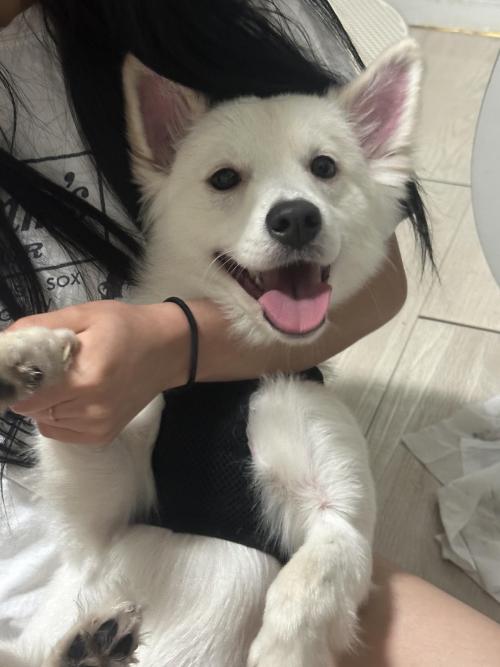 푸들 , 스피치 믹스 분양보냅니다