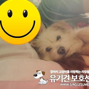 대구 강아지 찾습니다.