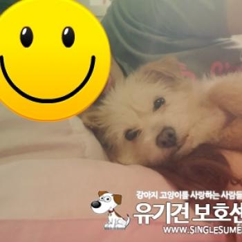 대구 강아지 찾습니다.