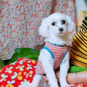 광주 광산구 월곡동 일신아파트. 송이를 찾아주세요