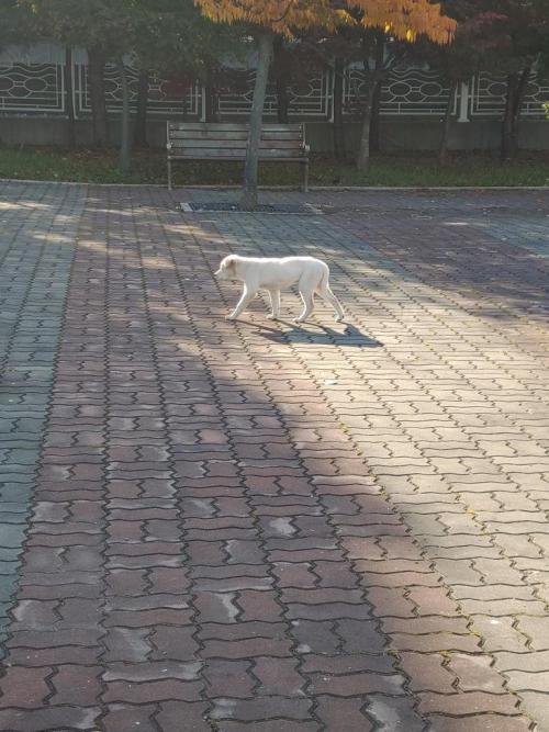 주인 및 임보처 찾습니다.