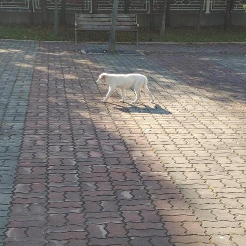 주인 및 임보처 찾습니다.