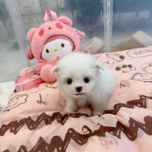 [15만원] 2개월령 말티폼 분양합니다