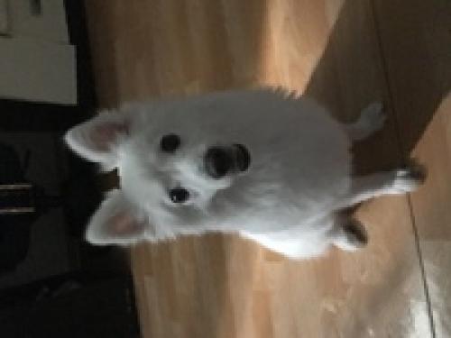 9월 30일 신림에서 스피츠 보호중입니다.