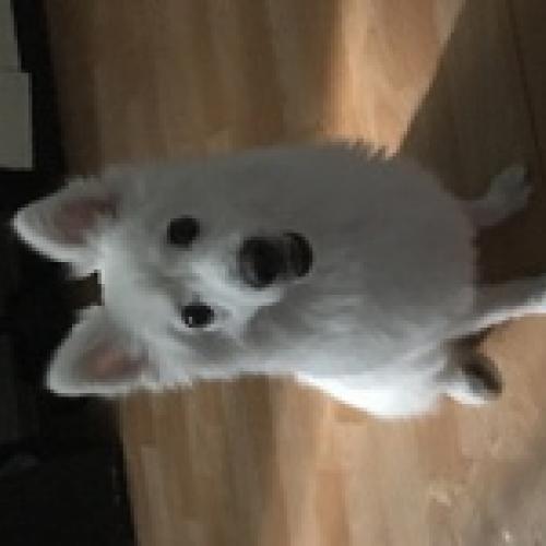 9월 30일 신림에서 스피츠 보호중입니다.