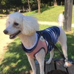 흰색푸들 찾아요