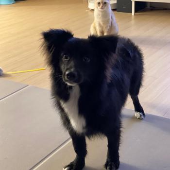 고흥군 점암면 부근 강아지 찾습니다ㅠㅠ