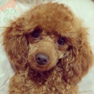 [부산진구 당감2동 온종합병원 근처] 말복이를 찾습니다