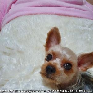 저희 가족같은 해피 강아지를 찾습니다.