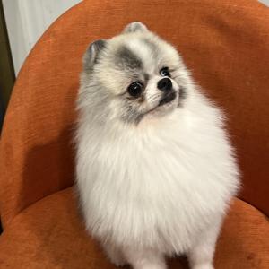 포항 월포쪽에서 포메라니안 없어져서 찾고 있습니다