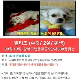 저희강아지를 찾습니다