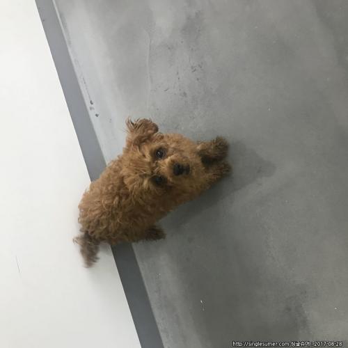 갈색푸들 보호하고 있어요