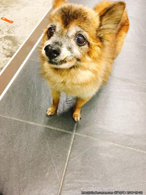 중랑구 망우동 갈색강아지