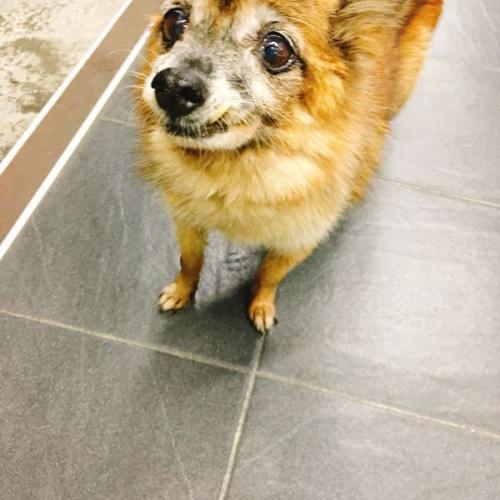 중랑구 망우동 갈색강아지