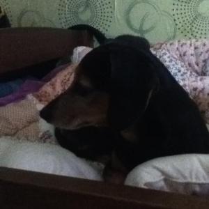 삼순이를 찾아요