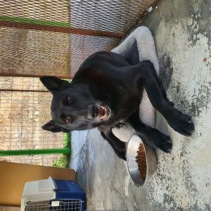 원주 검정셰퍼드(여) 뮤즈 찾았습니다ㅠㅠㅜㅠㅜ