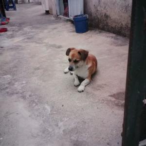 통영 강아지를 찾습니다 ...