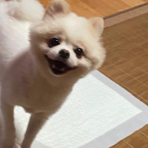 우리 아지를 찾아요 | 제발 도와주세요, 찾아주세요. 🙏