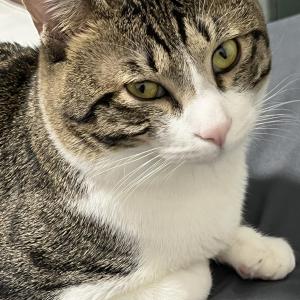 고양이 찾습니다.