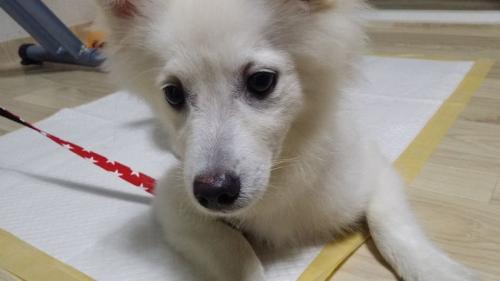 수진동 소방서 부근 1년미만 어린 스피츠 숫컷 보호 중