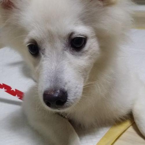 수진동 소방서 부근 1년미만 어린 스피츠 숫컷 보호 중