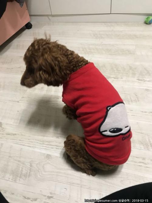 경기도부천시 중동시장부근갈색푸들보호중입니다