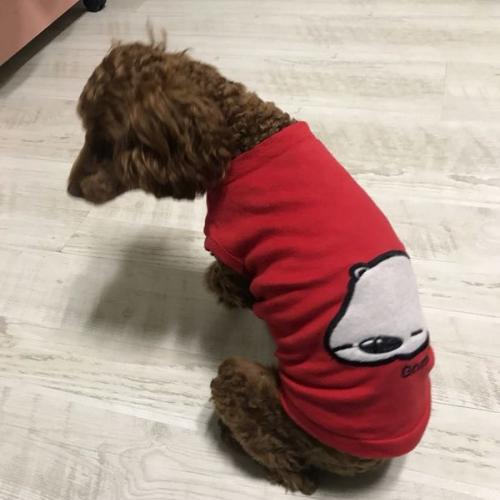 경기도부천시 중동시장부근갈색푸들보호중입니다