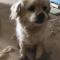 [양주시] 고읍동에서 강아지를 잃어버렸습니다.