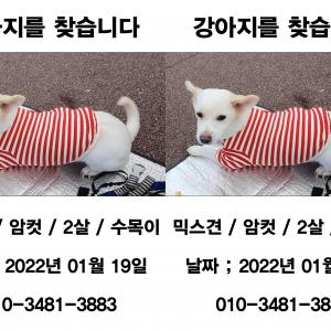 금천구 독산동 강아지찾습니다