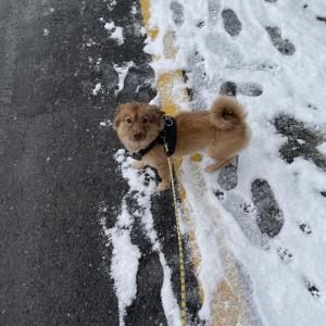 지산동 갈색 강아지(똥이) 찾아요