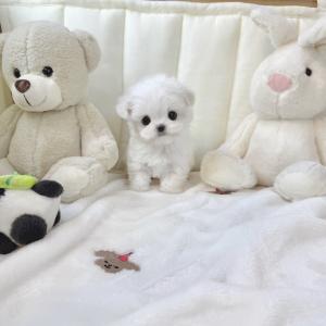 [ 40만원 ] 포근한 말티즈 아가들, 평생 가족을 기다려요