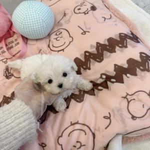 [35만원] 말티즈 90% 2개월령 말티푸분양