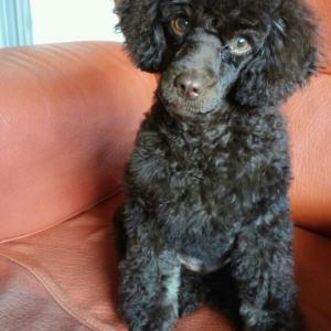 조치원 여고 근처에서 잃어버린 초코색 푸들 찾습니다.