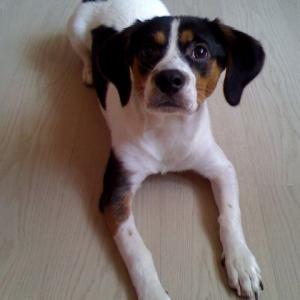 인천 비글믹스견 맥스찾아요