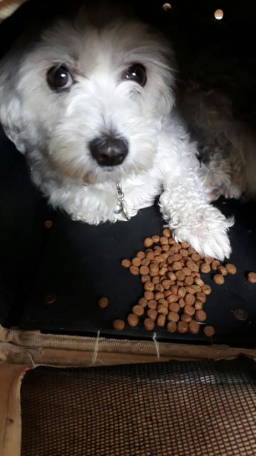 말티 여아 보호중입니다