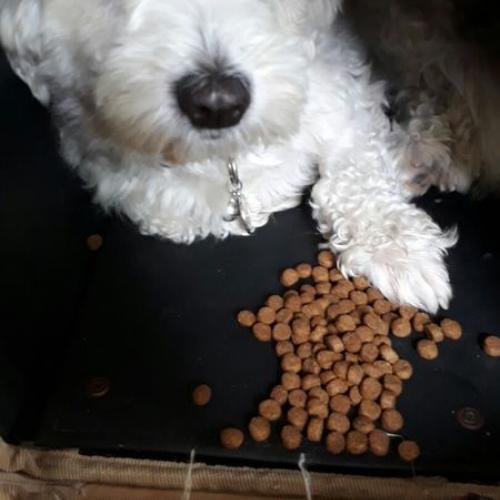 말티 여아 보호중입니다