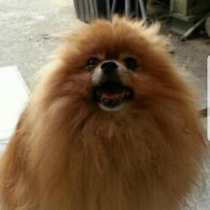 갈색포메라니안 보호해주고 계신분찾습니다^^