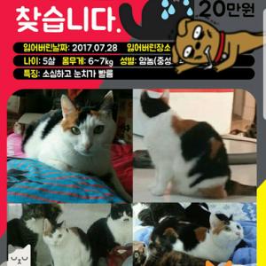 고양이 찾고있어요~