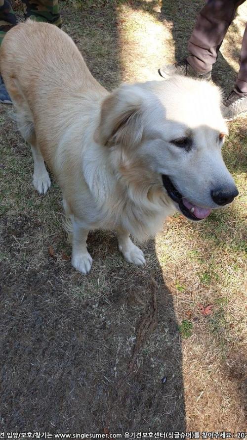 골든리트리버 보호중입니다