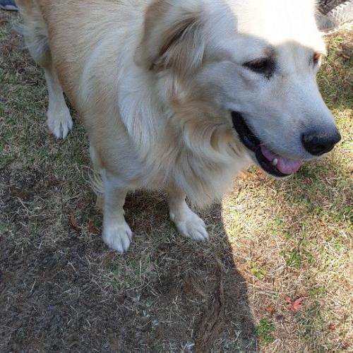 골든리트리버 보호중입니다