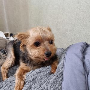 강아지를찾습니다. 도와주세요..