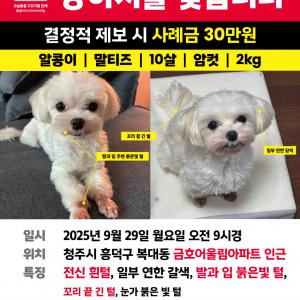 말티즈찾아요