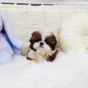 시츄분양 너무 귀해진 견종