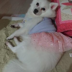 찿았어요...계양구 도담동35-6  유기동물보호에서요..