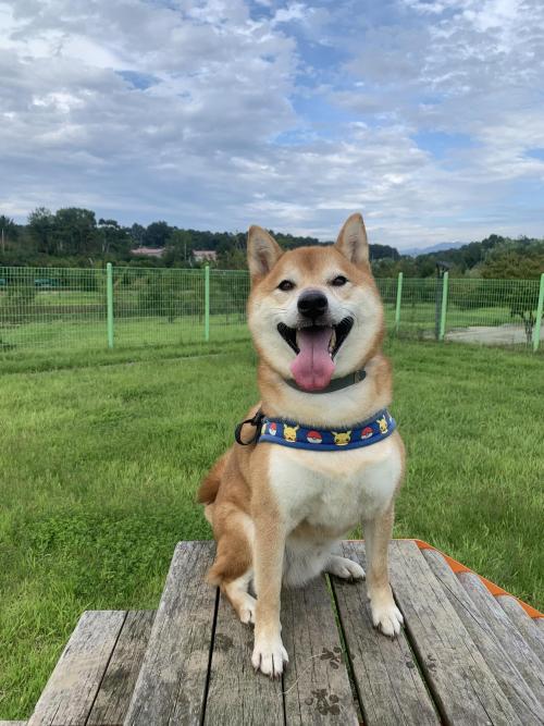 시바견의 새로운 보금자리를 찾아요