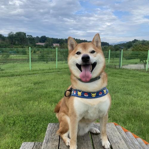 시바견의 새로운 보금자리를 찾아요
