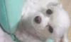 흰색말티즈찾아요